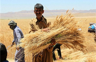 میزان خرید گندم کشور نسبت به سال گذشته ۲ و نیم میلیون تُن افزایش یافت