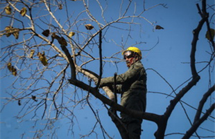 آغاز عمليات هرس زمستانه درختان در منطقه  20 